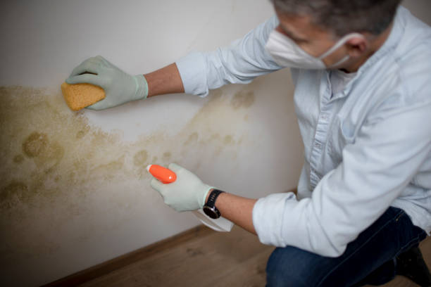 Best Mold Testing and Removal  in Camp Croft, SC