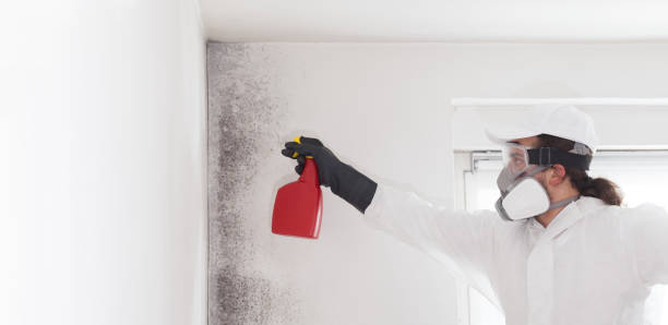 Best Same-Day Mold Removal  in Camp Croft, SC